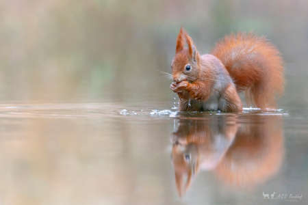 Eurasian red squirrel (Sciurus vulgaris) eating a hazelnut in a pool of water in the forest of Drunen, Noord Brabant in the Netherlands. green background.の写真素材