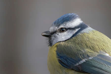 Portrait of a beautiful Eurasian Blue Tit (Cyanistes caeruleus) in the forest of Huizen, Noord Holland in the Netherlands.の写真素材