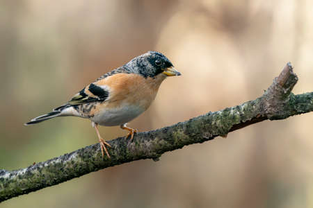 Brambling (Fringilla montifringilla) perched on a branch