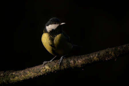 Great tit, Parus major, single bird on branch, Warwickshireの写真素材