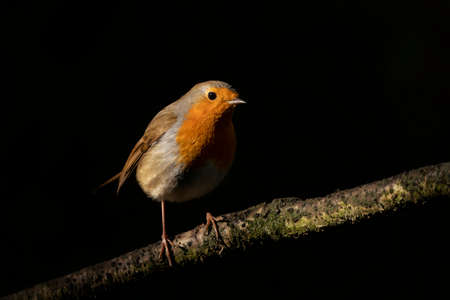A robin perched on a branch looking at the camera with a black background