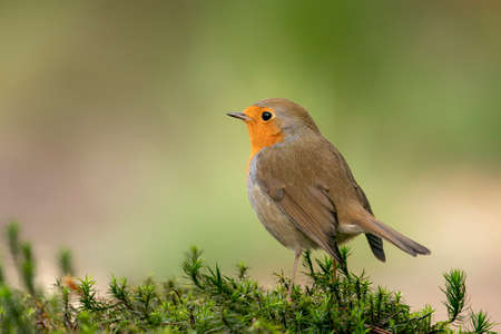 European robin (Erithacus rubecula) perched on a mossy branch