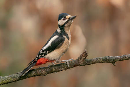 Great spotted woodpecker (Dendrocopos major)