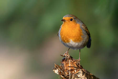 A European robin (Erithacus rubecula) perched on a branch.の写真素材