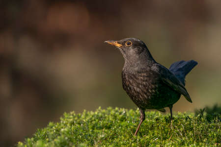 Blackbird (Turdus merula) on a meadowの写真素材