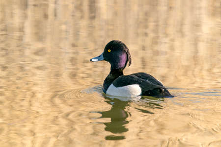 Tufted duck, Aythya fuligula, swimming in the water