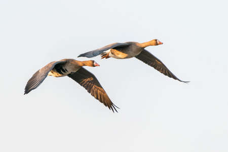 Two greylag geese flying in the blue sky at sunsetの写真素材