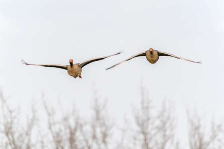 Two greylag geese flying in the sky in the winterの写真素材