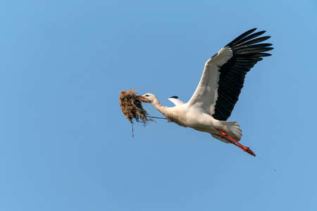 White stork with a nest in its beak flies across the blue skyの写真素材