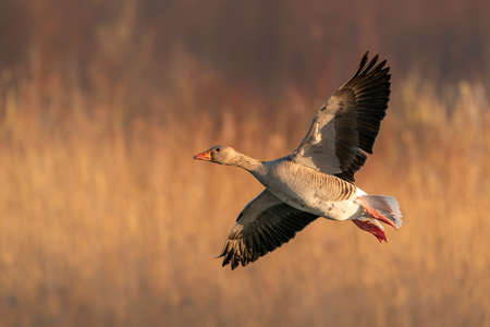 Greylag goose (Anser anser) in flight.の写真素材