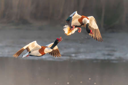 A pair of common shelduck (Tadorna tadorna) in flight.