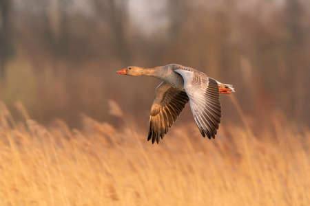 Greylag goose (Anser anser) in flight.の写真素材