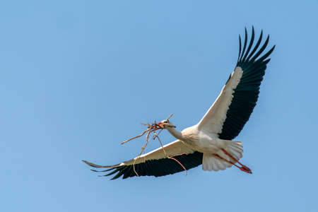 White stork (Ciconia ciconia) flying in a blue skyの写真素材
