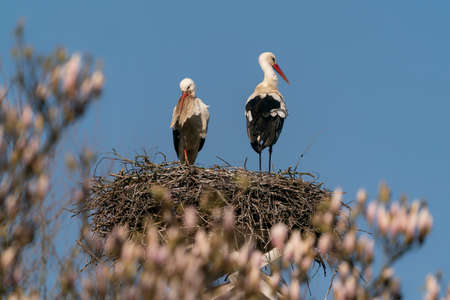 Two storks in a nest on a background of flowering trees.