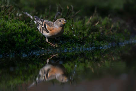 A common chaffinch (Fringilla coelebs) searching for food in a marsh.の写真素材