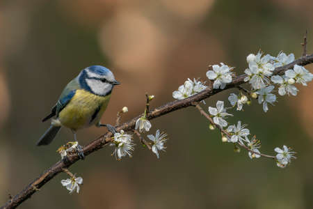 Blue tit (Cyanistes caeruleus) perched on a branch with blossomの写真素材