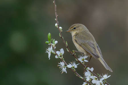 A common chiffchaff (Phylloscopus collybita) perched on a blossom.の写真素材