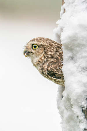 A little owl sits on a tree branch in the winter in the snow.の写真素材