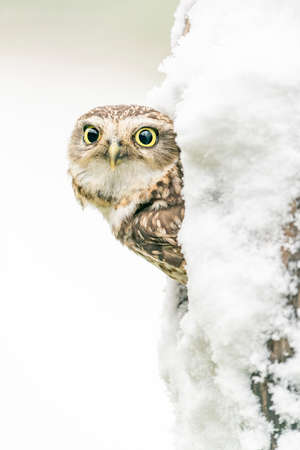 Little owl sitting on a tree covered with snow in the winter forestの写真素材