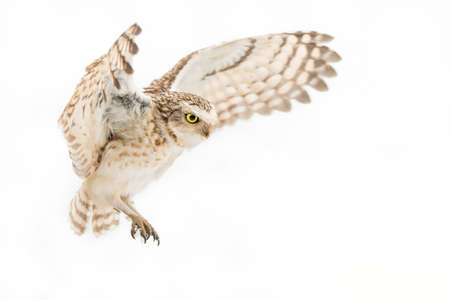 Little owl in flight isolated on a white background. Wildlife scene from nature.の写真素材