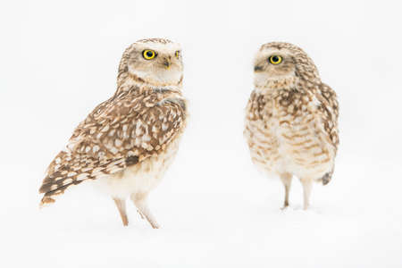 Two little owls on a white background in winter. Close-upの写真素材