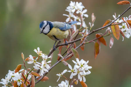 Blue tit (Cyanistes caeruleus) perched on a branch of a blossoming apple tree.の写真素材