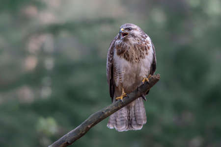 Red-tailed Hawk (Buteo jamaicensis)の写真素材