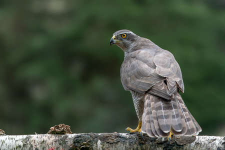 Northern goshawk (Accipiter nisus) in its natural enviromentの写真素材