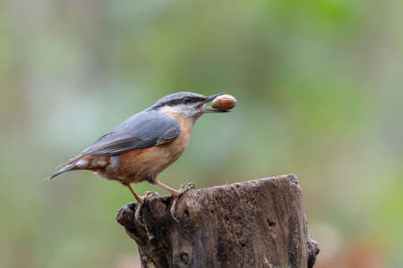 Nuthatch (Sitta europaea) perched on a log with a nut in its beakの写真素材
