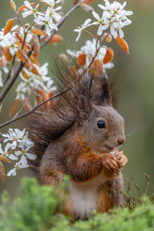 The squirrel sits on a branch with white flowers and eats nuts. Eurasian red squirrel, Sciurus vulgarisの写真素材
