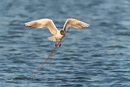 Black-headed gull (Larus ridibundus) in flight