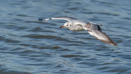 Seagull flying in the blue sky over the water. Bird in flight.