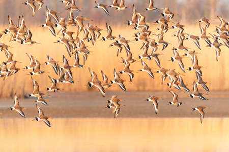 A flock of ringed avocets (Recurvirostra avosetta) in flight over a lake.