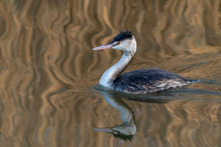 The great crested grebe, Podiceps cristatus is a member of the grebe family of water birds.