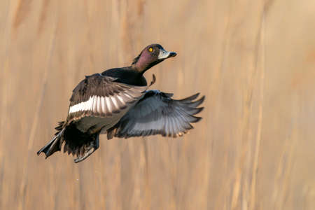 Tufted Duck (Aythya fuligula) in flightの写真素材