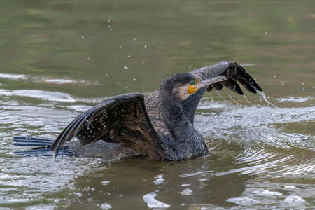 Great cormorant (Phalacrocorax carbo) taking off from the waterの写真素材