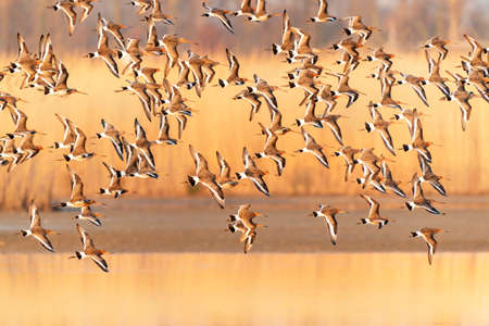 A large flock of ringed avocets in flight at sunset