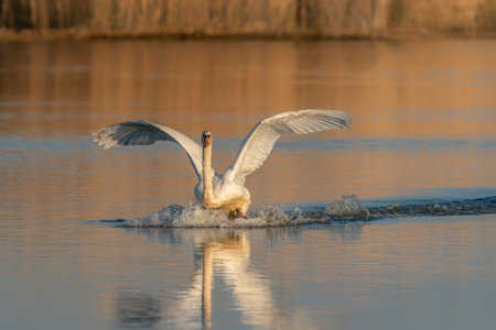 Mute Swan (Cygnus olor) landing on the water in the Netherlands. Water splashing all around. Wide-spread wings.の写真素材