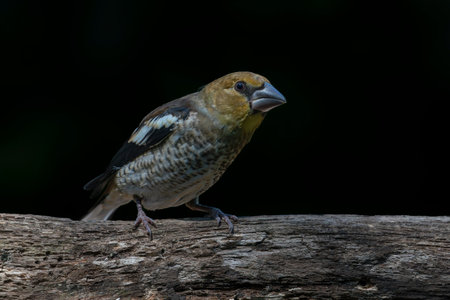 Hawfinch, Coccothraustes coccothraustes, single bird on branch, Brazilの写真素材