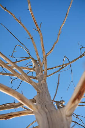 A dry brunch of tree against blue sky bottom view