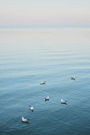 Flock of white seagulls chilling and floating on the surface and wave of blue seaの写真素材