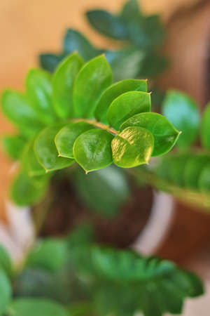 Natural green blur background in sunlight ,Abstract round bokeh from green leaves, blurred backgroundの写真素材