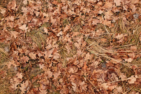 The autumn background with dry fallen leaves of the oak late autumnの写真素材