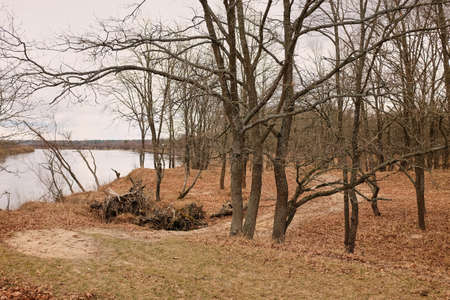 fallen leaves in park at the end of autumn wild natureの写真素材