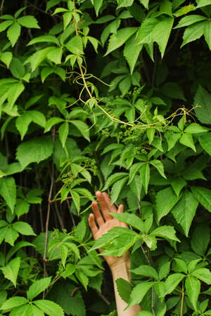 ivy from the garden and hold in the hand of woman