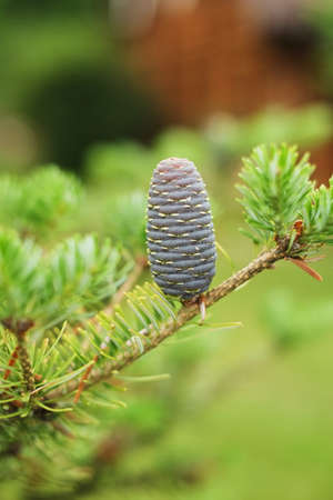 Korean fir-tree on a green background. blue or purple bumps.の写真素材