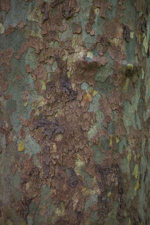 Close up image of mottled sycamore tree barkの写真素材