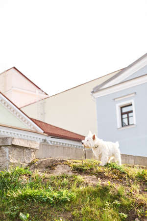 Cute adorable rough haired white little dog sitting outdoors on summer time with green grass and city building background.の写真素材