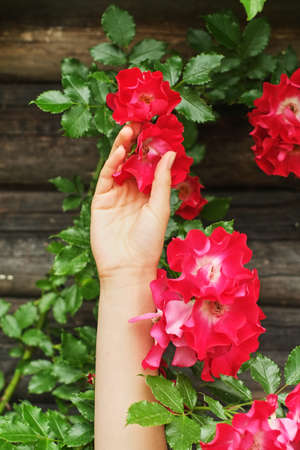 woman hand holding beautiful purple pink rose. hipster girl touching amazing beauty flower. space...