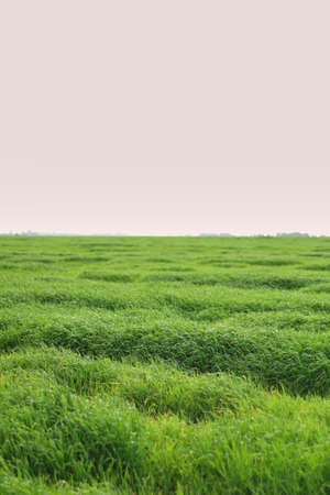 Panorama of green field and blue sky, grass in spring background, agricultural cereal crop